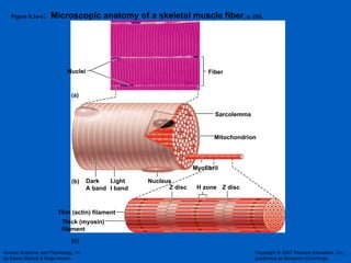 Figure 9.3a-c :  Microscopic anatomy of a skeletal muscle fiber , p. 285. Nuclei Fiber Nucleus Light I band Dark A band Sarcolemma Mitochondrion H zone (b) Myofibril (a) (c) Thin (actin) filament Thick (myosin)  filament Z disc Z disc 