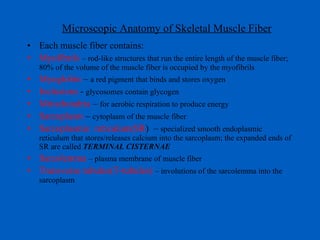 Microscopic Anatomy of Skeletal Muscle Fiber Each muscle fiber contains: Myofibrils   – rod-like structures that run the entire length of the muscle fiber; 80% of the volume of the muscle fiber is occupied by the myofibrils Myoglobin  –  a red pigment that binds and stores oxygen Inclusions  -  glycosomes contain glycogen Mitochondria  –  for aerobic respiration to produce energy Sarcoplasm  –  cytoplasm of the muscle fiber Sarcoplasmic  reticulum(SR )  –  specialized smooth endoplasmic reticulum that stores/releases calcium into the sarcoplasm; the expanded ends of SR are called  TERMINAL CISTERNAE Sarcolemma   – plasma membrane of muscle fiber Transverse tubules(T-tubules)  – involutions of the sarcolemma into the sarcoplasm 