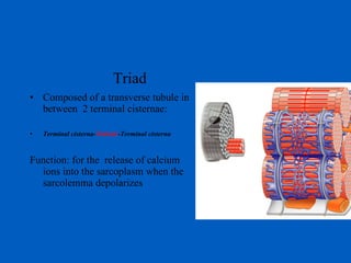 Triad Composed of a transverse tubule in between  2 terminal cisternae: Terminal cisterna- Ttubule -Terminal cisterna Function: for the  release of calcium ions into the sarcoplasm when the sarcolemma depolarizes 