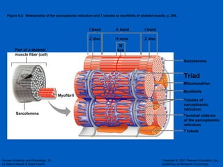 Figure 9.5:  Relationship of the sarcoplasmic reticulum and T tubules to myofibrils of skeletal muscle, p. 288. Myofibril Myofibrils Triad Tubules of  sarcoplasmic  reticulum Sarcolemma Sarcolemma Mitochondrion I band I band A band H zone Z disc Z disc Part of a skeletal  muscle fiber (cell) T tubule Terminal cisterna of the sarcoplasmic  reticulum  M line 