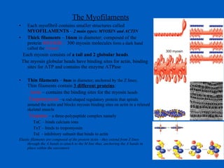 The Myofilaments Each myofibril contains smaller structures called  MYOFILAMENTS   –  2 main types: MYOSIN and ACTIN Thick filaments  –  16nm  in diameter; composed of the protein  MYOSIN –  300 myosin molecules  form a dark band called the  A band  Each myosin consists of  a tail and 2 globular heads . The myosin globular heads have binding sites for actin, binding sites for ATP and contains the enzyme ATPase  Thin filaments  –  8nm  in diameter; anchored by the Z lines;  Thin filaments contain  3 different proteins :    Actin  – contains the binding sites for the myosin  heads  Tropomyosin  – a rod-shaped regulatory protein that spirals around the actin and blocks myosin binding sites on actin in a relaxed skeletal muscle Troponin  – a three-polypeptide complex namely TnC – binds calcium ions TnT – binds to tropomyosin TnI  - inhibitory subunit that binds to actin Elastic filaments are composed of the protein tictin - they extend from Z lines through the A bands to attach to the M line thus, anchoring the A bands in place within the sarcomere 300 myosin 