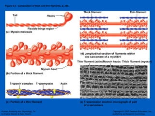 Figure 9.4:  Composition of thick and thin filaments, p. 286. (b) (c) (d) (e) (a) Heads Flexible hinge region Tail Myosin head Troponin complex Tropomyosin Actin Thin filament Thick filament Thin filament (actin) Thick filament (myosin) Myosin heads Myosin molecule Portion of a thick filament Portion of a thin filament Longitudinal section of filaments within  one sarcomere of a myofibril Transmission electron micrograph of part  of a sarcomere 