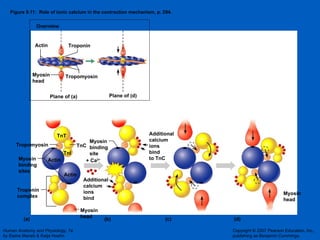 Figure 9.11:  Role of ionic calcium in the contraction mechanism, p. 294. (a) (b) (c) (d) Actin Actin Tnl TnT Tropomyosin Myosin binding sites Troponin complex TnC Myosin head Myosin binding site Additional calcium ions bind Additional calcium ions bind to TnC Myosin head Actin Overview Troponin Tropomyosin Myosin head Plane of (a) Plane of (d) + Ca 2+ 