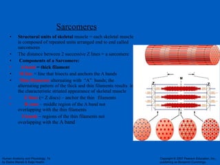 Sarcomeres Structural units of skeletal  muscle = each skeletal muscle is composed of repeated units arranged end to end called sarcomeres The distance between 2 successive Z lines = a sarcomere Components of a Sarcomere: A band  = thick filament M line   = line that bisects and anchors the A bands Thin filaments   alternating with  “A”  bands; the alternating pattern of the thick and thin filaments results  in the characteristic striated appearance of skeletal muscle Z lines   (= Z discs) – anchor the thin  filaments H zone   – middle region of the A band not  overlapping with the thin filaments  I bands   – regions of the thin filaments not  overlapping with the  A band Z M Z 