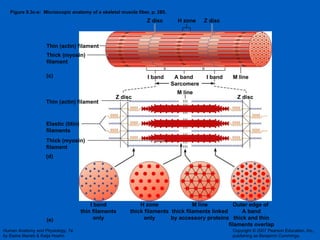 Figure 9.3c-e:  Microscopic anatomy of a skeletal muscle fiber, p. 285. I band Z disc Z disc I band A band H zone (c) (d) (e) Thin (actin) filament Thick (myosin)  filament Thin (actin) filament Elastic (titin)  filaments Z disc Z disc M line M line Sarcomere Thick (myosin)  filament I band thin filaments only H zone thick filaments only M line thick filaments linked by accessory proteins Outer edge of  A band thick and thin filaments overlap 