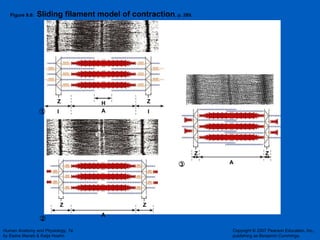 Figure 9.6:  Sliding filament model of contraction , p. 289. A Z Z I I A Z Z A Z Z H 1 2 3 
