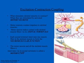 Excitation-Contraction Coupling What stimulates skeletal muscles to contract? When they are stimulated by activated  MOTOR NEURONS Motor neurons conduct impulses to skeletal muscles. Motor neuron makes contact with skeletal muscle fibers via its  AXONAL TERMINALS Each axonal terminal innervates one muscle fiber in the skeletal muscle to form the  NEUROMUSCULAR JUNCTION The motor neuron and all the skeletal muscle fibers it innervates via its axonal terminals is called a  MOTOR  UNIT 