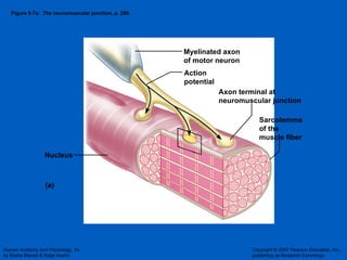Figure 9.7a:  The neuromuscular junction, p. 290. (a) Action potential Axon terminal at neuromuscular junction Sarcolemma of the muscle fiber Nucleus Myelinated axon of motor neuron 