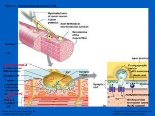 Figure 9.7:  The neuromuscular junction, p. 290. (a) (b) (c) Axon terminal  of a motor neuron Junctional folds of the sarcolemma at  motor end plate Part of a myofibril Mitochondrion Synaptic cleft T tubule Binding of Ach to receptor opens Na + /K +  channel Acetylcholinesterase Synaptic cleft ACh molecules Fusing synaptic vesicle Synaptic vesicle Acetic acid Choline Axon terminal Action potential Axon terminal at neuromuscular junction Sarcolemma of the muscle fiber Nucleus Na + K + Myelinated axon of motor neuron Ca 2+ 