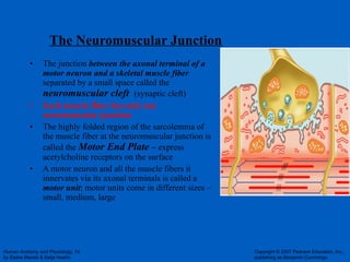 The Neuromuscular Junction The junction  between the axonal terminal of a motor neuron and a skeletal muscle fiber  separated by a small space called the  neuromuscular cleft  (synaptic cleft)  Each muscle fiber has only one neuromuscular junction The highly folded region of the sarcolemma of the muscle fiber at the neuromuscular junction is called the  Motor End Plate  –  express acetylcholine receptors on the surface A motor neuron and all the muscle fibers it innervates via its axonal terminals is called a  motor unit ; motor units come in different sizes – small, medium, large 