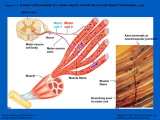 Figure 9.13:  A motor unit consists of a motor neuron and all the muscle fibers it innervates , p. 296. (b) (a) Spinal cord Motor neuron cell body Muscle Branching axon to motor unit Muscle fibers Nerve Motor unit 1 Motor unit 2 Muscle fibers Motor neuron axon Axon terminals at neuromuscular junctions 