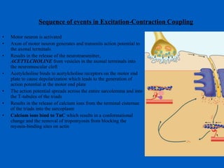 Sequence of events in Excitation-Contraction Coupling Motor neuron is activated Axon of motor neuron generates and transmits action potential to the axonal terminals Results in the release of the neurotransmitter,  ACETYLCHOLINE  from vesicles in the axonal terminals into the neuromuscular cleft Acetylcholine binds to acetylcholine receptors on the motor end plate to cause depolarization which leads to the generation of action potential at the motor end plate The action potential spreads across the entire sarcolemma and into the T-tubules of the triads Results in the release of calcium ions from the terminal cisternae of the triads into the sarcoplasm Calcium ions bind to TnC  which results in a conformational change and the removal of tropomyosin from blocking the myosin-binding sites on actin  