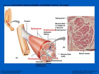 Figure 9.2:  Connective tissue sheaths of skeletal muscle, an organ (b) (a) Bone Perimysium Endomysium Blood vessel Muscle fiber (cell) Fascicle (wrapped by perimysium) Endomysium (between fibers) Epimysium Tendon Epimysium Muscle fiber in middle of  a fascicle Perimysium Blood vessel Endomysium 