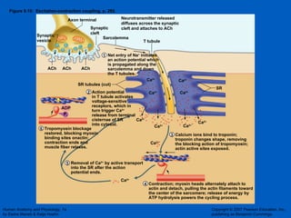 Figure 9.10:  Excitation-contraction coupling, p. 292. ADP P i Net entry of Na +  initiates an action potential which  is propagated along the sarcolemma and down the T tubules. T tubule Sarcolemma SR tubules (cut) Synaptic cleft Synaptic vesicle Axon terminal ACh ACh ACh Neurotransmitter released  diffuses across the synaptic  cleft and attaches to ACh  Action potential in T tubule activates voltage-sensitive  receptors, which in  turn trigger Ca 2+ release from terminal cisternae of SR into cytosol. Calcium ions bind to troponin; troponin changes shape, removing the blocking action of tropomyosin; actin active sites exposed. Contraction; myosin heads alternately attach to actin and detach, pulling the actin filaments toward the center of the sarcomere; release of energy by ATP hydrolysis powers the cycling process. Removal of Ca 2+  by active transport into the SR after the action potential ends. SR Tropomyosin blockage restored, blocking myosin binding sites onactin;  contraction ends and  muscle fiber relaxes. Ca 2+ Ca 2+ Ca 2+ Ca 2+ Ca 2+ Ca 2+ Ca 2+ Ca 2+ Ca 2+ Ca 2+ 1 2 6 5 4 3 