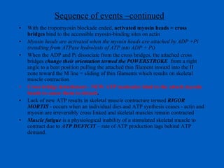Sequence of events –continued With the tropomyosin blockade ended,  activated myosin heads = cross bridges  bind to the accessible myosin-binding sites on actin Myosin heads are activated when the myosin heads are attached by ADP +Pi  (resulting from ATPase hydrolysis of ATP into ADP + Pi) When the ADP and Pi dissociate from the cross bridges, the attached cross bridges  change their orientation termed the POWERSTROKE  from a right angle to a bent position pulling the attached thin filament inward into the H zone toward the M line = sliding of thin filaments which results on skeletal muscle contraction Cross bridge detachment - NEW ATP molecules bind to the attach myosin heads to cause them to detach . Lack of new ATP results in skeletal muscle contracture termed  RIGOR MORTIS  - occurs when an individual dies and ATP synthesis ceases - actin and myosin are irreversibly cross linked and skeletal muscles remain contracted Muscle fatigue  is a physiological inability of a stimulated skeletal muscle to contract due to  ATP DEFICIT  – rate of ATP production lags behind ATP demand. 