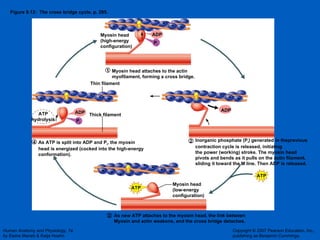 Figure 9.12:  The cross bridge cycle, p. 295. ATP ADP ADP ATP hydrolysis ADP ATP P i P i Myosin head (high-energy configuration) Myosin head attaches to the actin myofilament, forming a cross bridge. Thin filament As ATP is split into ADP and P i , the myosin head is energized (cocked into the high-energy conformation). Inorganic phosphate (P i ) generated in theprevious  contraction cycle is released, initiating the power (working) stroke. The myosin head pivots and bends as it pulls on the actin filament, sliding it toward the M line. Then ADP is released. Myosin head (low-energy configuration) Thick filament A s new ATP attaches to the myosin head, the link between Myosin and actin weakens, and the cross bridge detaches. 1 2 3 4 