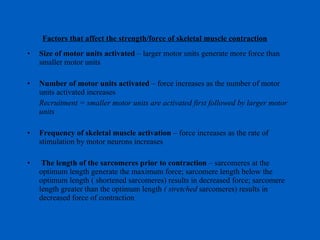Factors that affect the strength/force of skeletal muscle contraction Size of motor units activated  – larger motor units generate more force than smaller motor units Number of motor units activated  – force increases as the number of motor units activated increases Recruitment = smaller motor units are activated first followed by larger motor units Frequency of skeletal muscle activation  – force increases as the rate of stimulation by motor neurons increases The length of the sarcomeres prior to contraction  – sarcomeres at the optimum length generate the maximum force; sarcomere length below the optimum length ( shortened sarcomeres) results in decreased force; sarcomere length greater than the optimum length  ( stretched  sarcomeres) results in decreased force of contraction 
