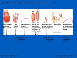 Figure 9.21:  Factors influencing force, velocity, and duration of skeletal muscle contraction, p. 304. (a) (b) (c) Increased contractile force Large number of muscle fibers activated Large muscle fibers Asynchronous tetanic contractions Muscle and sarcomere length slightly over 100% of resting length Predominance of fast glycolytic (fatigable) fibers Predominance of slow oxidative (fatigue-resistant) fibers Small load Increased contractile velocity Increased contractile duration 