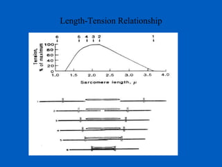 Length-Tension Relationship 