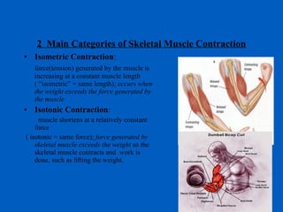 2  Main Categories of Skeletal Muscle Contraction Isometric Contraction : force(tension) generated by the muscle is increasing at a constant muscle length ( “isometric” = same length);  occurs when the weight exceeds the force generated by the muscle Isotonic Contraction : muscle shortens at a relatively constant force ( isotonic = same force);  force generated by skeletal muscle exceeds the weight  so the skeletal muscle contracts and  work is done, such as lifting the weight. 
