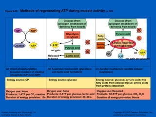 Figure 9.20 :  Methods of regenerating ATP during muscle activity , p. 303. Creatine Energy source: CP Oxygen use: None Products: 1 ATP per CP, creatine Duration of energy provision: 15s (a) Direct phosphorylation [coupled reaction of creatine phosphate (CP) and ADP] (b) Anaerobic mechanism (glycolysis and lactic acid formation) (c) Aerobic mechanism (aerobic cellular  respiration) Energy source: glucose Oxygen use: None Products: 2 ATP per glucose, lactic acid Duration of energy provision: 30–60 s. Energy source: glucose; pyruvic acid; free  fatty acids from adipose tissue; amino acids  from protein catabolism Oxygen use: Required Products: 38 ATP per glucose, CO 2 , H 2 O Duration of energy provision: Hours O 2 O 2 ATP ATP net gain Glucose (from glycogen breakdown or delivered from blood) Pyruvic acid Glycolysis in cytosol Glucose (from glycogen breakdown or delivered from blood) Pyruvic acid 2 ATP net gain per glucose 38 Lactic acid Released to blood O 2 H 2 O O 2 Fatty acids Amino acids CP ADP Aerobic respiration in mitochondria CO 2 