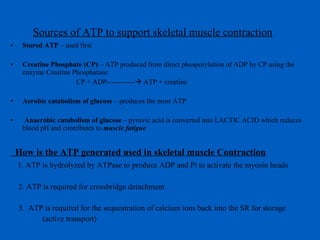 Sources of ATP to support skeletal muscle contraction Stored ATP  – used first Creatine Phosphate (CP)  – ATP produced from direct phosporylation of ADP by CP using the enzyme Creatine Phosphatase:   CP + ADP------------   ATP + creatine Aerobic catabolism of glucose  – produces the most ATP  Anaerobic catabolism of glucose  – pyruvic acid is converted into LACTIC ACID which reduces blood pH and contributes to  muscle fatigue How is the ATP generated used in skeletal muscle Contraction 1. ATP is hydrolyzed by ATPase to produce ADP and Pi to activate the myosin heads 2. ATP is required for crossbridge detachment 3.  ATP is required for the sequestration of calcium ions back into the SR for storage (active transport) 