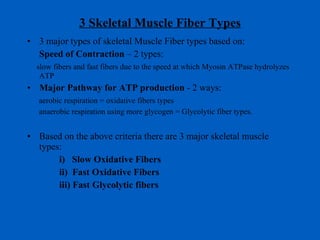 3 Skeletal Muscle Fiber Types 3 major types of skeletal Muscle Fiber types based on: Speed of Contraction  – 2 types:  slow fibers and fast fibers due to the speed at which Myosin ATPase hydrolyzes ATP Major Pathway for ATP production  - 2 ways: aerobic respiration = oxidative fibers types anaerobic respiration using more glycogen = Glycolytic fiber types. Based on the above criteria there are 3 major skeletal muscle types:   i)  Slow Oxidative Fibers   ii)  Fast Oxidative Fibers   iii) Fast Glycolytic fibers  