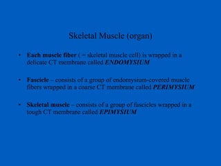 Skeletal Muscle (organ) Each muscle fiber  ( = skeletal muscle cell) is wrapped in a delicate CT membrane called  ENDOMYSIUM Fascicle  – consists of a group of endomysium-covered muscle fibers wrapped in a coarse CT membrane called  PERIMYSIUM Skeletal muscle  – consists of a group of fascicles wrapped in a tough CT membrane called  EPIMYSIUM 