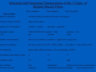 Structural and Functional Characteristics of the 3 Types  of Skeletal Muscle Fibers Slow Oxidative  Fast Oxidative  Fast Glycolytic Characteristics  Speed of contraction can figure all this out based on the name of the process Activity of Myosin ATPase again, same as above Pathway for ATP synthesis oxidative = aerobic glycolytic = anaerobic Myoglobin content NEED OXYGEN SO oxidative = high glycolytic = low Color red red-pink white Number of Mitochondria need more in oxidative so oxidative = high and low in glycolytic  Number of Capillaries how do you get O2 for ATP? CAPILLARIES…. So oxidative = many instead of few Fiber Diameter smaller fibers diffuse O2 better, so low, intermediate, LARGE Recruitment order (small to large) 1 st 2 nd 3 rd   Glycogen content low low high Rate of fatigue slow intermediate high because of lactic acid production Activities suited for endurance intermediate activities (sprinting) burst of energy activity Rate of fatigue  