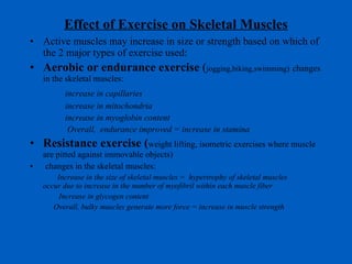 Effect of Exercise on Skeletal Muscles Active muscles may increase in size or strength based on which of the 2 major types of exercise used: Aerobic or endurance exercise  ( jogging,biking,swimming)   changes in the skeletal muscles: increase in capillaries increase in mitochondria increase in myoglobin content   Overall,  endurance improved = increase in stamina Resistance exercise ( weight lifting, isometric exercises where muscle are pitted against immovable objects) changes in the skeletal muscles: Increase in the size of skeletal muscles =  hypertrophy of skeletal muscles  occur due to increase in the number of myofibril within each muscle fiber   Increase in glycogen content  Overall, bulky muscles generate more force = increase in muscle strength 