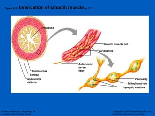 Figure 9.25:  Innervation of smooth muscle , p. 311. Smooth muscle cell Mucosa Varicosities Autonomic  nerve fiber Varicosity Synaptic vesicles Mitochondrion Submucosa Serosa Muscularis externa 