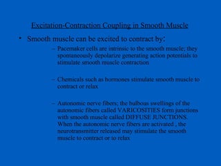 Excitation-Contraction Coupling in Smooth Muscle Smooth muscle can be excited to contract by : Pacemaker cells are intrinsic to the smooth muscle; they spontaneously depolarize generating action potentials to stimulate smooth muscle contraction Chemicals such as hormones stimulate smooth muscle to contract or relax Autonomic nerve fibers; the bulbous swellings of the autonomic fibers called VARICOSITIES form junctions with smooth muscle called DIFFUSE JUNCTIONS. When the autonomic nerve fibers are activated , the neurotransmitter released may stimulate the smooth muscle to contract or to relax 