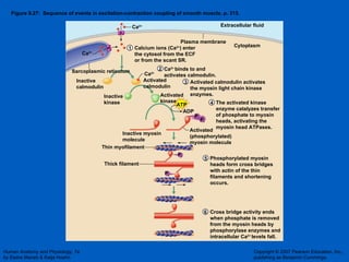 Figure 9.27:  Sequence of events in excitation-contraction coupling of smooth muscle, p. 313. ATP P i P i P i P i ADP Calcium ions (Ca 2+ ) enter the cytosol from the ECF or from the scant SR.  Ca 2+  binds to and activates calmodulin. Ca 2+ Ca 2+ Ca 2+ Sarcoplasmic reticulum Plasma membrane Activated calmodulin activates the myosin light chain kinase enzymes. Inactive calmodulin Activated calmodulin Inactive kinase Activated kinase Extracellular fluid Cytoplasm The activated kinase  enzyme catalyzes transfer  of phosphate to myosin  heads, activating the myosin head ATPases. Phosphorylated myosin  heads form cross bridges  with actin of the thin  filaments and shortening occurs. Inactive myosin molecule Activated (phosphorylated) myosin molecule Thin myofilament Thick filament Cross bridge activity ends  when phosphate is removed  from the myosin heads by  phosphorylase enzymes and  intracellular Ca 2+  levels fall. 1 2 3 4 5 6 