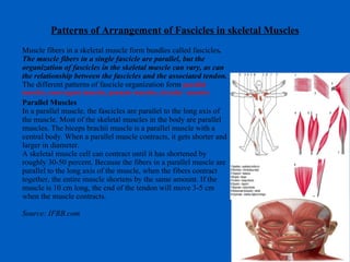 Patterns of Arrangement of Fascicles in skeletal Muscles Muscle fibers in a skeletal muscle form bundles called fascicles . The muscle fibers in a single fascicle are parallel, but the organization of fascicles in the skeletal muscle can vary, as can the relationship between the fascicles and the associated tendon.  The different patterns of fascicle organization form  parallel muscles, convergent muscles, pennate muscles, circular  muscles Parallel Muscles In a parallel muscle, the fascicles are parallel to the long axis of the muscle. Most of the skeletal muscles in the body are parallel muscles. The biceps brachii muscle is a parallel muscle with a central body. When a parallel muscle contracts, it gets shorter and larger in diameter.  A skeletal muscle cell can contract until it has shortened by roughly 30-50 percent. Because the fibers in a parallel muscle are parallel to the long axis of the muscle, when the fibers contract together, the entire muscle shortens by the same amount. If the muscle is 10 cm long, the end of the tendon will move 3-5 cm when the muscle contracts.  Source: IFBB.com 