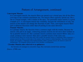Pattern of Arrangement, continued Convergent Muscles In a convergent muscle, the muscle fibers are spread over a broad area, but all the fibers converge at one common attachment site. The muscle fibers typically spread out, like a fan or a broad triangle, with a tendon at the apex. The pectoralis major muscle is a good example of it. A convergent muscle has versatility, because the stimulation of only one portion of the muscle can change the direction of pull. Then, convergent muscle fibers pull in different directions rather than all pulling in one same direction. Pennate Muscles In a pennate muscle, the fascicles form a common angle with the tendon. Because the muscle cells pull at an angle, contracting pennate muscles do not move their tendons as far as parallel muscles do. But a pennate muscle contains more muscle fibers--and, as a result, produces more tension--than does a parallel muscle of the same size.  If all the muscle fibers are on the same side of the tendon, the pennate muscle is unipennate. More commonly, a pennate muscle has fibers on both sides of the tendon. Such a muscle is called bipennate. The rectus femoris muscle, for example, is bipennate If the tendon branches within a pennate muscle, the muscle is said to be multipennate. The triangular deltoid muscle of the shoulder is multipennate. Circular Muscles also referred to as sphincters the fascicles are arranged in concentric rings; they surround external body openings Source: IFBB.com 