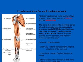 Attachment sites for each skeletal muscle Skeletal muscles span joints and they have at least 2 attachment sites – the  ORIGIN  and the  INSERTION The bone that moves (the movable bone) when the skeletal muscle contracts is known as the INSERTION; and the bone that does not move  ( the immovable bone) is the ORIGIN . Hence, when the skeletal muscle contracts, the insertion moves toward  the origin. Example:  Brachioradialis Origin (O)  - lateral supracondylar ridge at  distal end of the humerus Insertion(I) – base of styloid process of radius Refer to tables in the lab manual and in the textbook ( pages 329-379) 