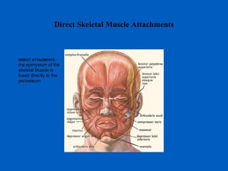 Direct Skeletal Muscle Attachments DIRECT ATTACMENTS  - the epimysium of the skeletal Muscle is fused directly to the periosteum  