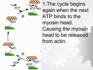 Protein Muscle Cycle Muscles | PPT