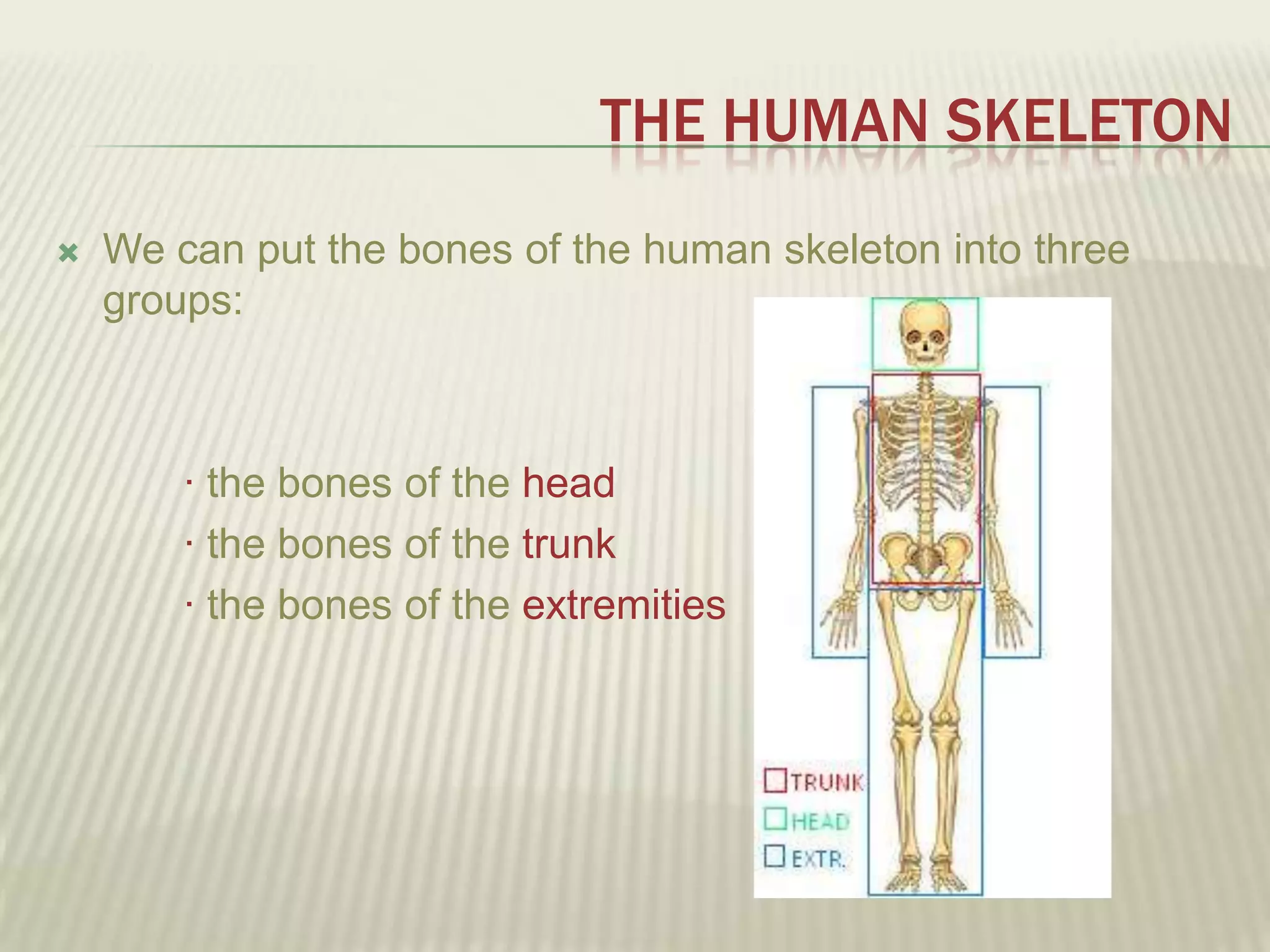 THE HUMAN SKELETON
   We can put the bones of the human skeleton into three
    groups:



        · the bones of the head
        · the bones of the trunk
        · the bones of the extremities
 