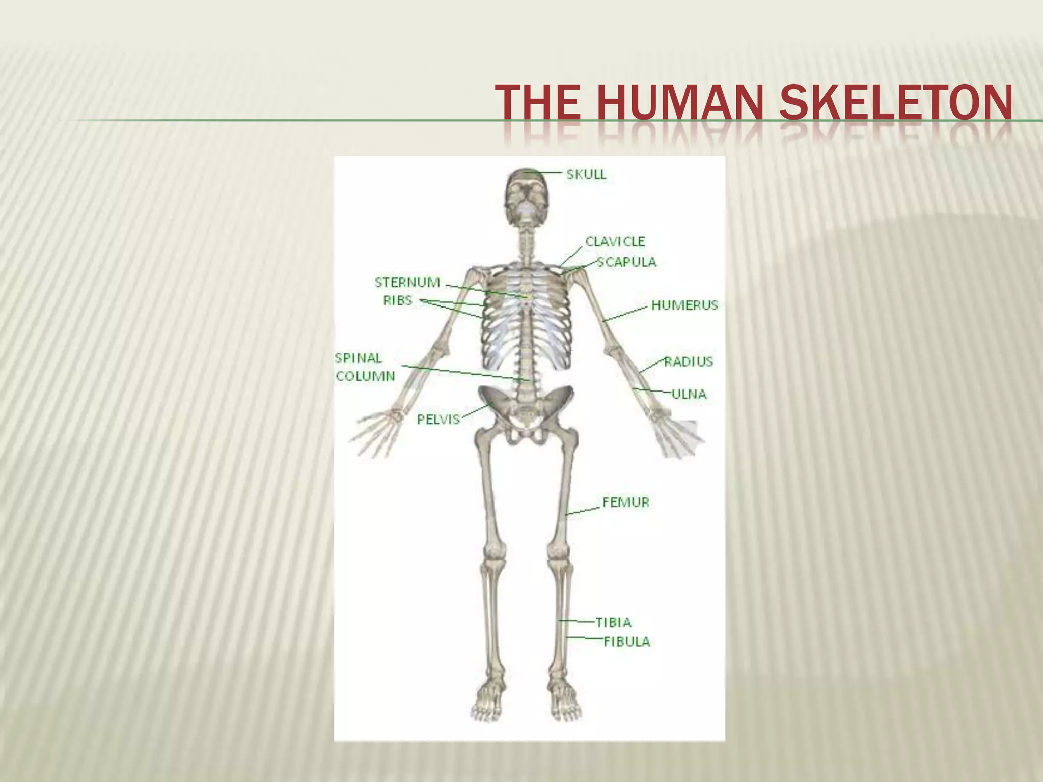 THE HUMAN SKELETON
 