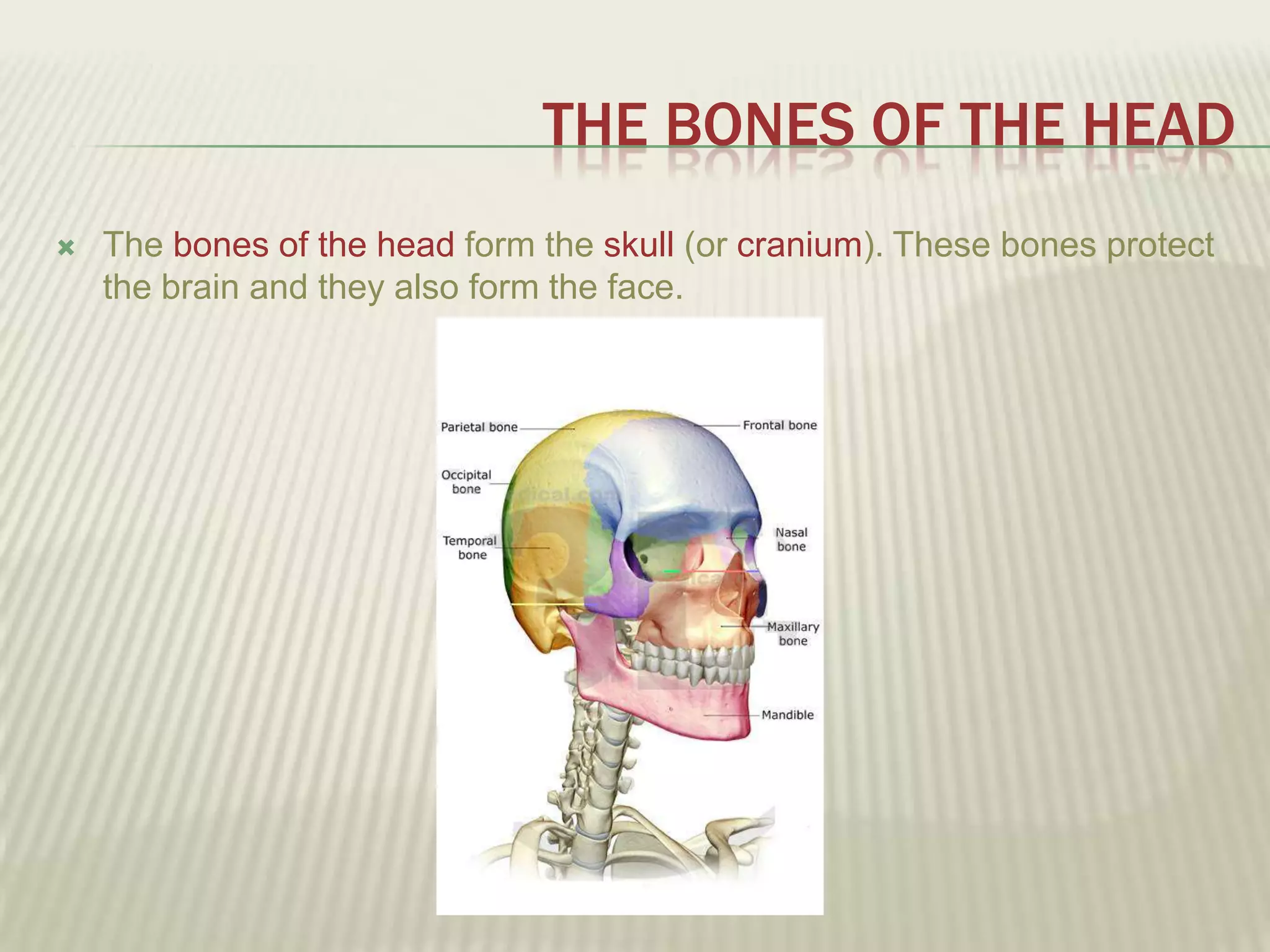 THE BONES OF THE HEAD
   The bones of the head form the skull (or cranium). These bones protect
    the brain and they also form the face.
 