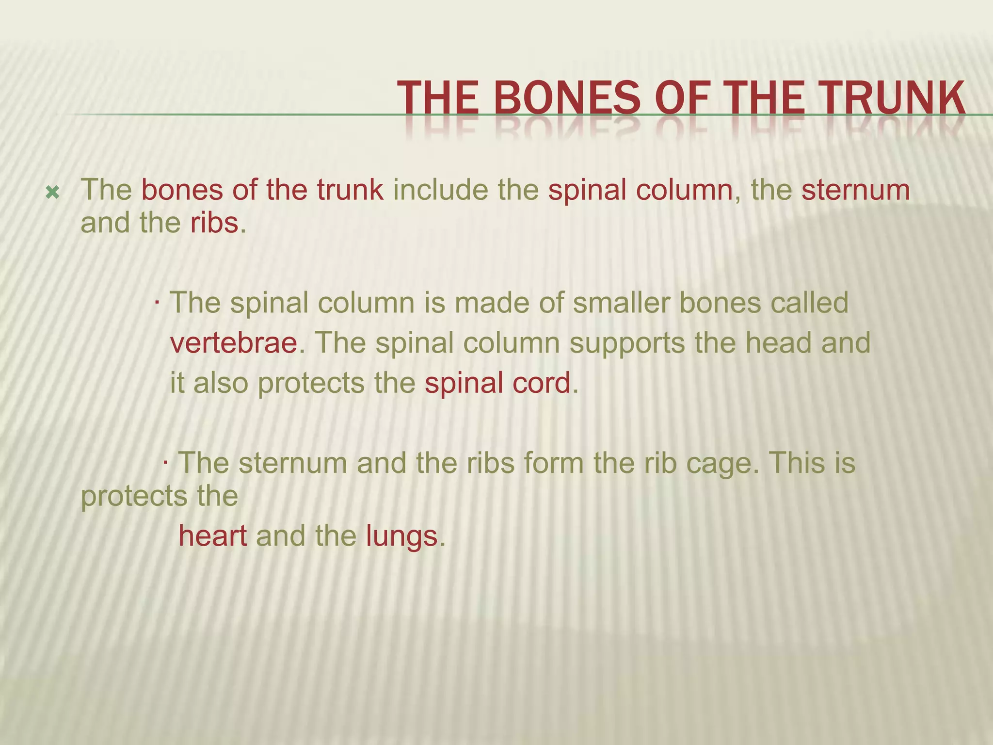 THE BONES OF THE TRUNK
   The bones of the trunk include the spinal column, the sternum
    and the ribs.

         · The spinal column is made of smaller bones called
           vertebrae. The spinal column supports the head and
           it also protects the spinal cord.

          · The sternum and the ribs form the rib cage. This is
    protects the
            heart and the lungs.
 