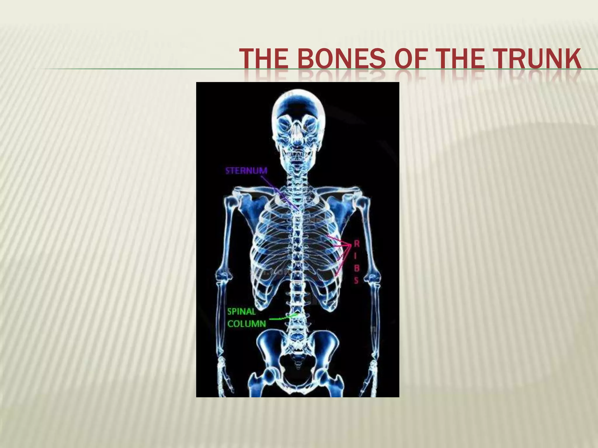 THE BONES OF THE TRUNK
 
