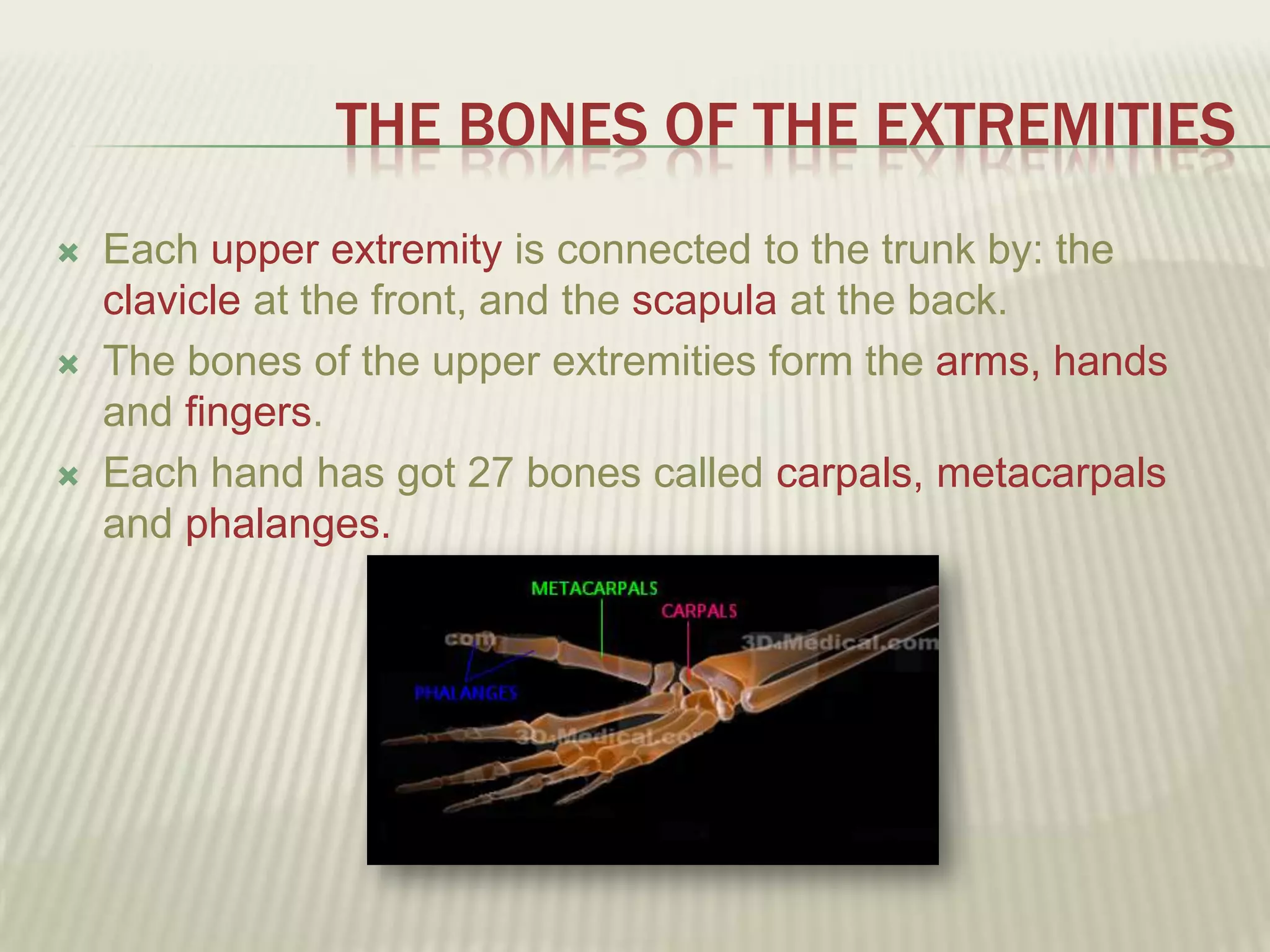 THE BONES OF THE EXTREMITIES
   Each upper extremity is connected to the trunk by: the
    clavicle at the front, and the scapula at the back.
   The bones of the upper extremities form the arms, hands
    and fingers.
   Each hand has got 27 bones called carpals, metacarpals
    and phalanges.
 