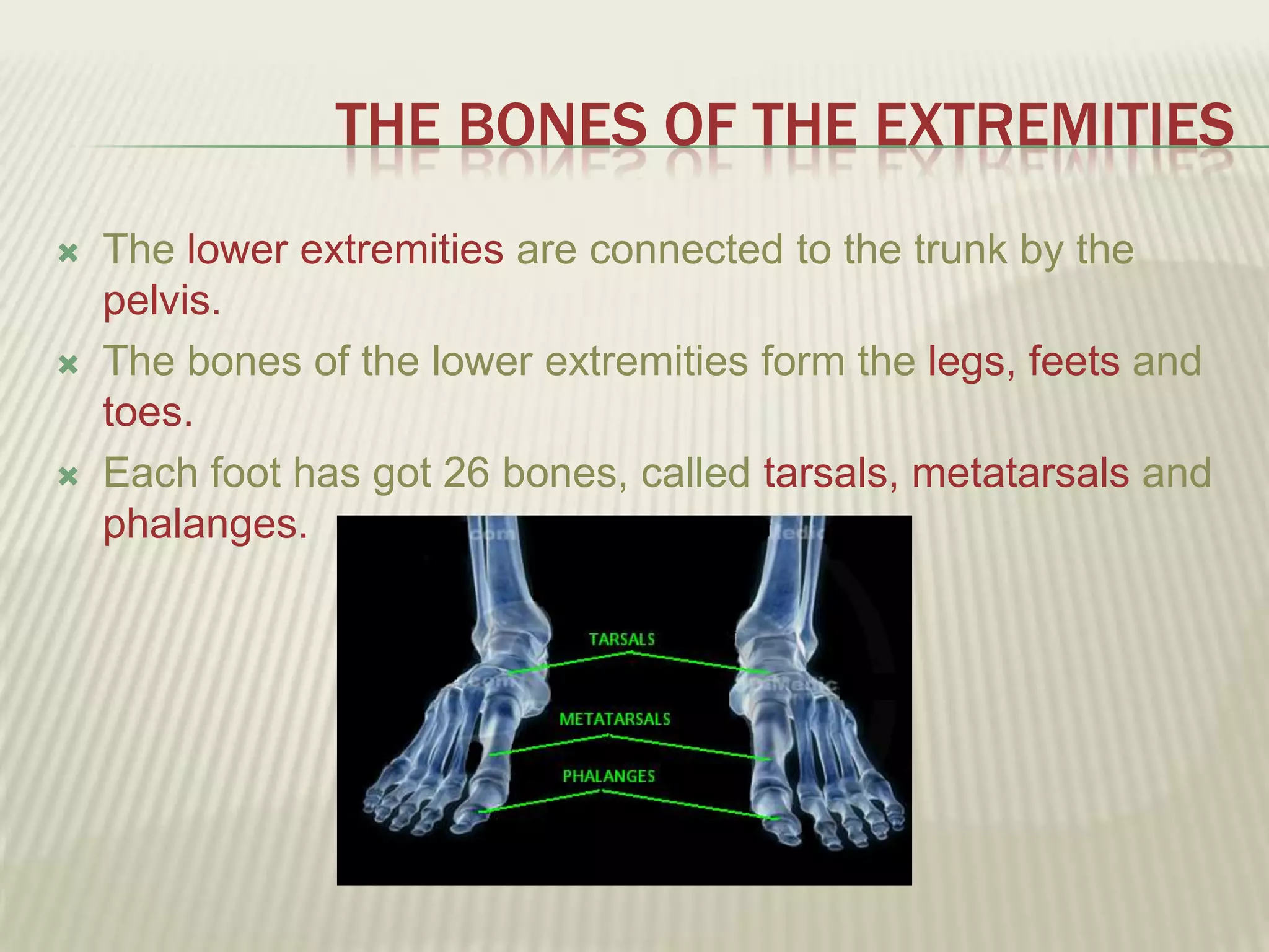 THE BONES OF THE EXTREMITIES
   The lower extremities are connected to the trunk by the
    pelvis.
   The bones of the lower extremities form the legs, feets and
    toes.
   Each foot has got 26 bones, called tarsals, metatarsals and
    phalanges.
 