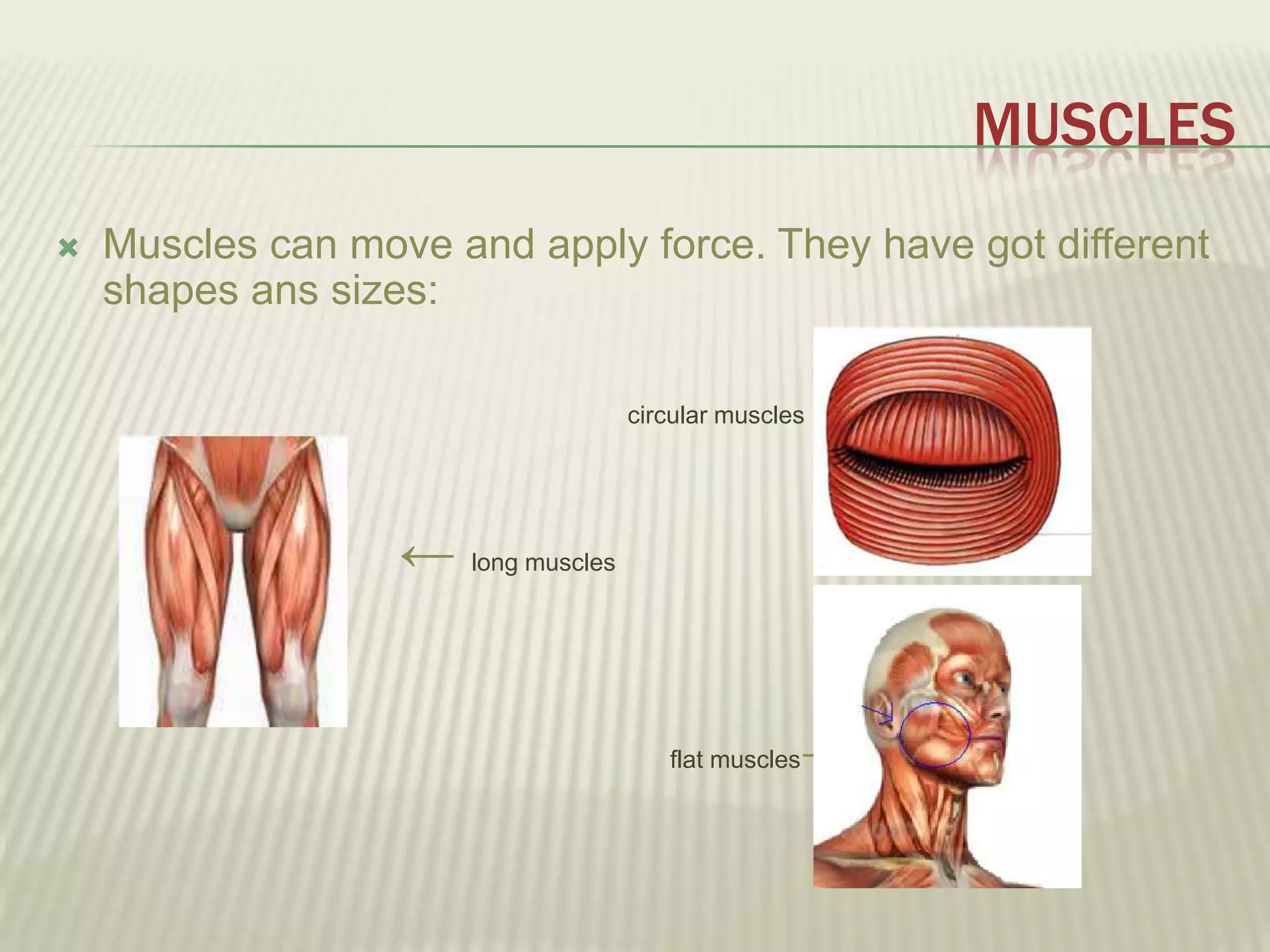MUSCLES
   Muscles can move and apply force. They have got different
    shapes ans sizes:

                                    circular muscles   →

                   ← long muscles


                                       flat muscles   →
 