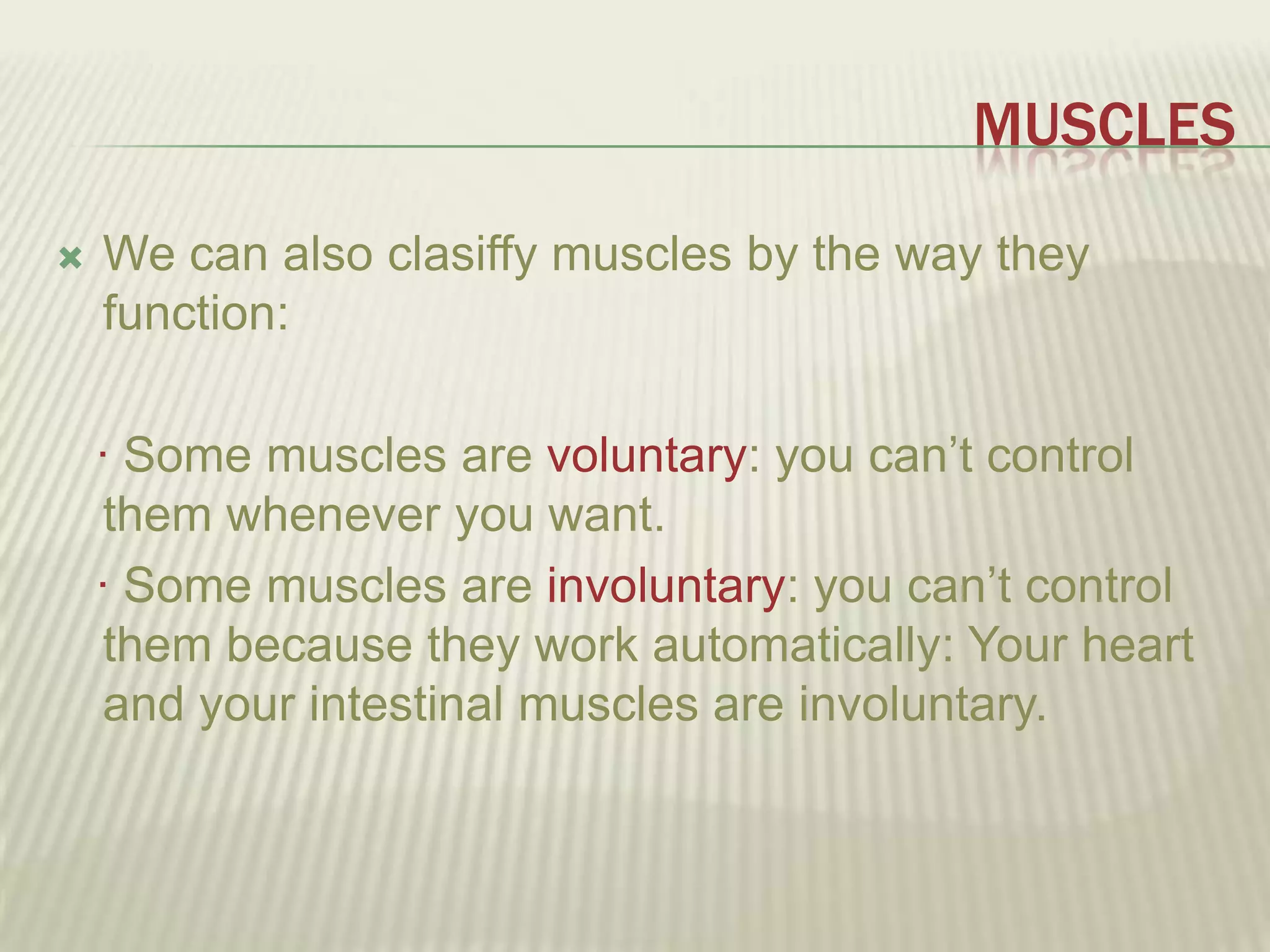 MUSCLES
   We can also clasiffy muscles by the way they
    function:

    · Some muscles are voluntary: you can’t control
    them whenever you want.
    · Some muscles are involuntary: you can’t control
    them because they work automatically: Your heart
    and your intestinal muscles are involuntary.
 