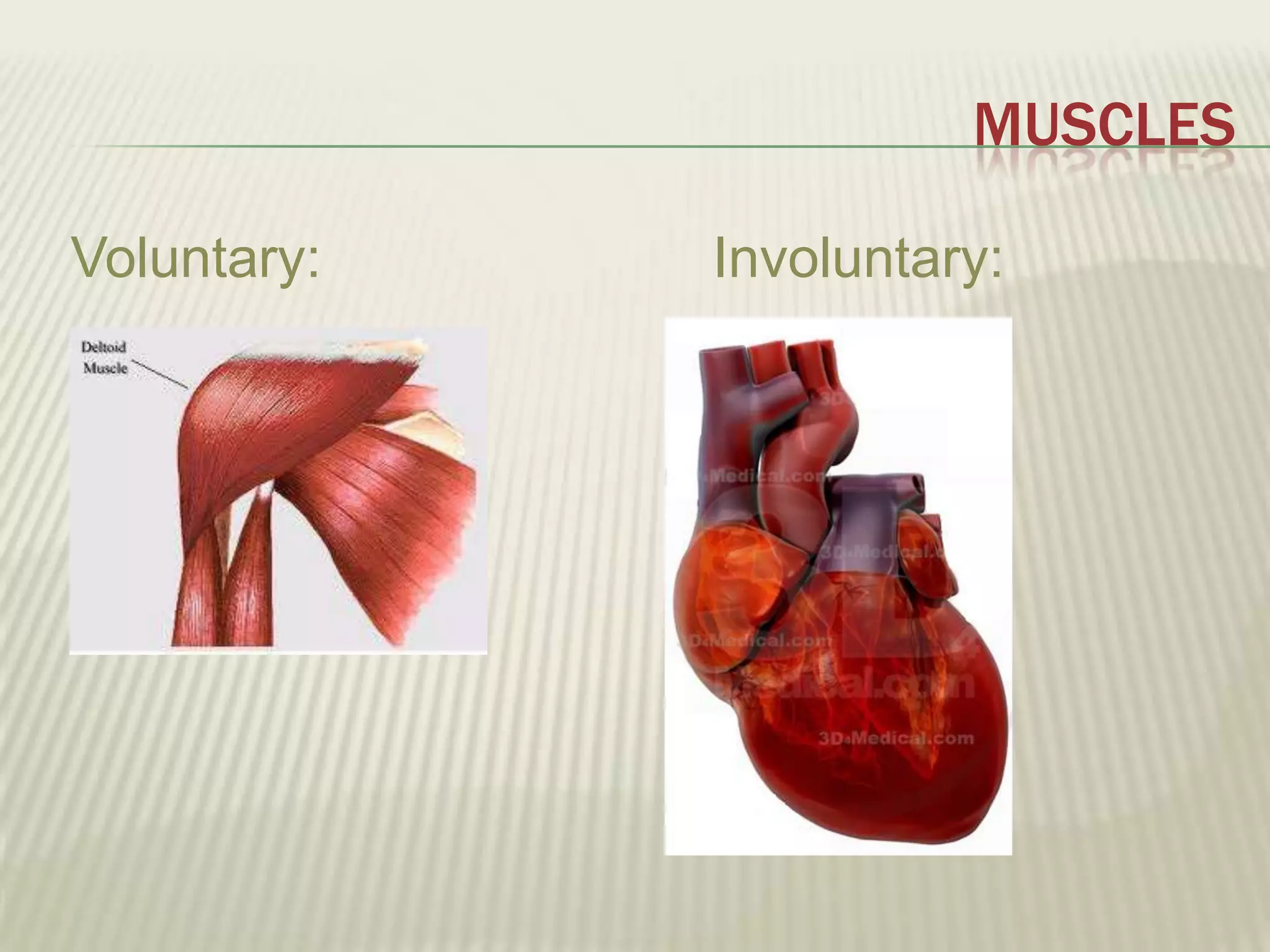 MUSCLES

Voluntary:   Involuntary:
 