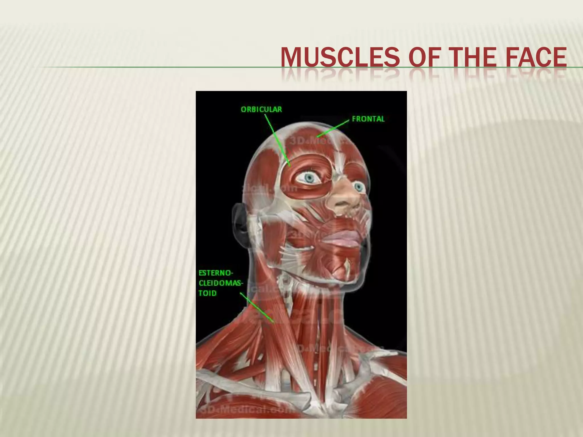 MUSCLES OF THE FACE
 