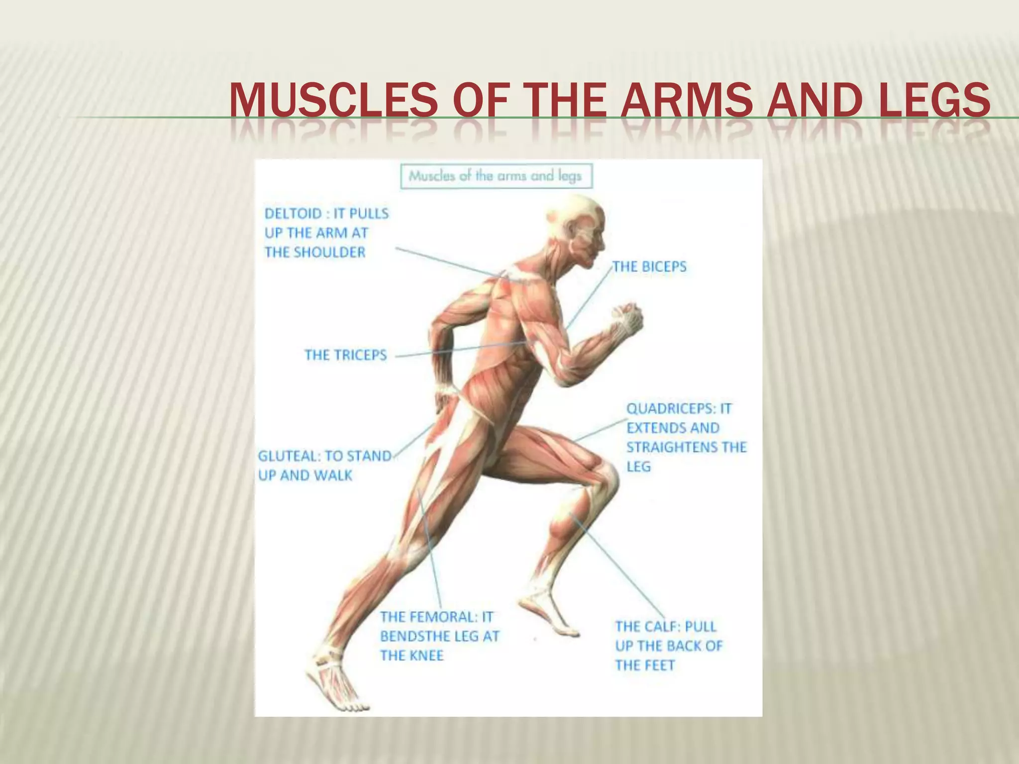 MUSCLES OF THE ARMS AND LEGS
 